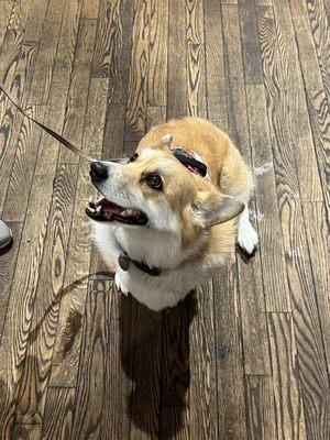 Potato, the corgi in Cracker Barrel today.