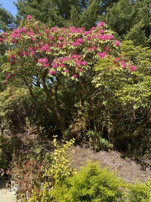 Rhododendren at Thompson's nursery