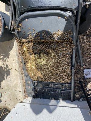 Removed bees that made there home in between chairs