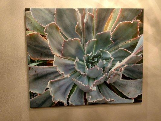 Salon decor are photos of succulents taken on iPhone then printed to wall size.