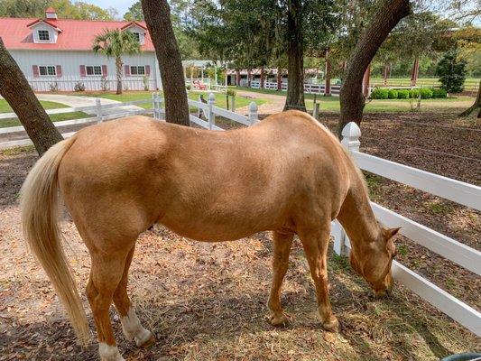 Beautiful caramel horse