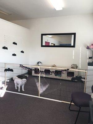 TV room for your furry friends