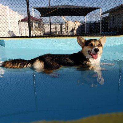 Bentley lounging in the bone-shaped pool