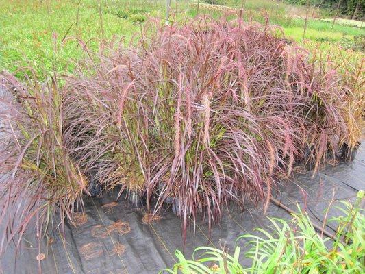 Grass Pennisetum rubrum (annual purple fountain grass)