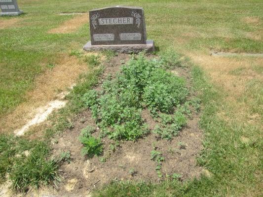 This person had been buried for over two months and this is the respect she was given by the cemetery.