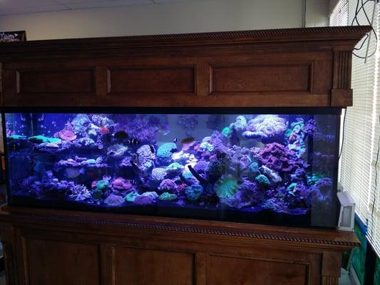 Beautiful tank as soon as you walk in