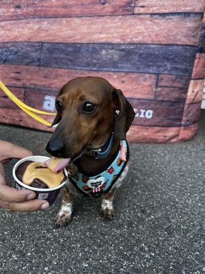 Pup cups ! If your sweet dog loves acai bowls they will offer a pup cup. Or they can fill with pb for your pup