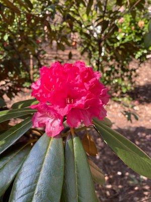 Sonoma Horticultural Nursery