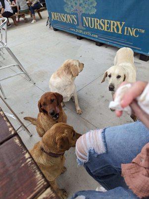 Owner's dogs. Fun but they roam free and beg for food from everyone there eating.