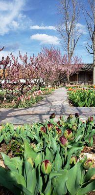 Tulips in the courtyard.