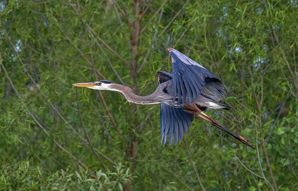 The wild birds visiting our marina when it rains. Beautiful.