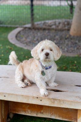 Cute dog on park bench at GPH