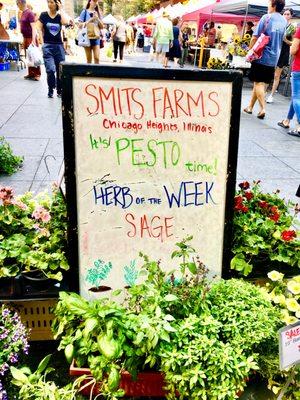 Pesto Week in Chicago-get your herbs-2021