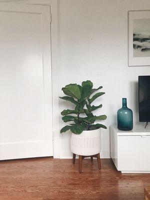 She created a great balance of colors and the plants brought our house to life.