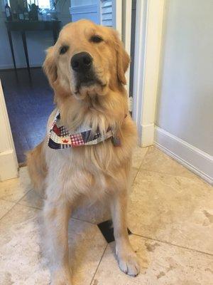 Murphy - Freshly groomed and feeling handsome!