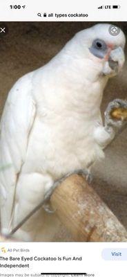 Cockatoo