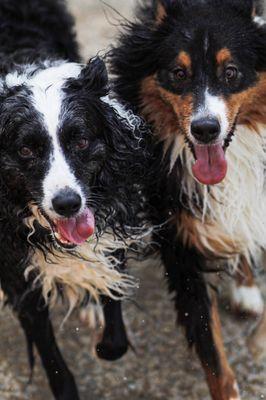 Collierville Canine Club