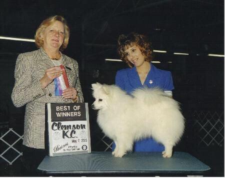 Stacy showing her AKC Ch & UKC Ch Sujo Morgan's Amyrikan Dream.  Make your dog look & feel like a Champion-call for a dog grooming appt