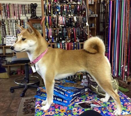 Precious Ginger with her big girl collar! Here she is at 13 months with her sparkling Swarovski Crystals.