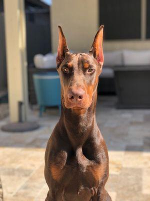 European Doberman