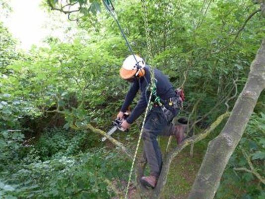 Tree work