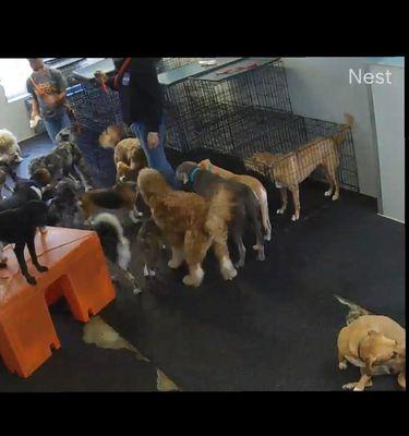 My puppy in a crate while all of the other dogs played around her.