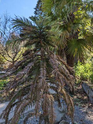 Living fossil tree