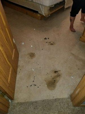 Bedroom with dog feces