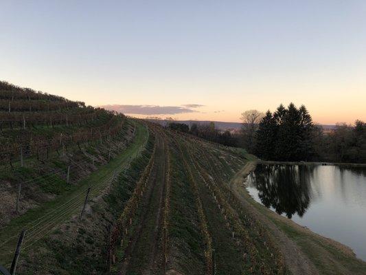 View from the tasting room