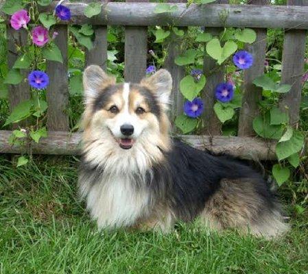 Yogi, a long haired Pembroke Welsh Corgi received many AKC titles, and was also a licensed Therapy Dog. Dr. Christine Fain was his vet.