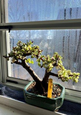 Our baby jade bonsai still doing well!