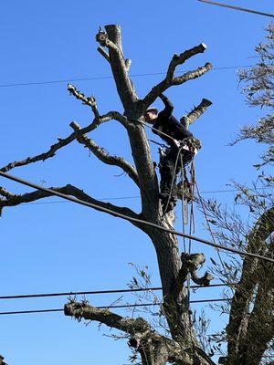 Trimming an overgrown walnut tree.