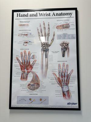 Diagram inside the exam room detailing the hand.