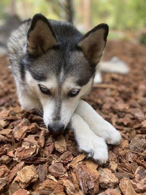 Truckee-Tahoe Pet Lodge