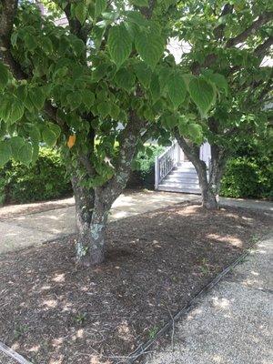 Love the trees outside of the studio.