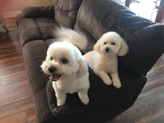 We chose a puppy cut for summer. Very pleased with the results