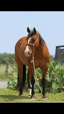 ELKHART HORSE SALE