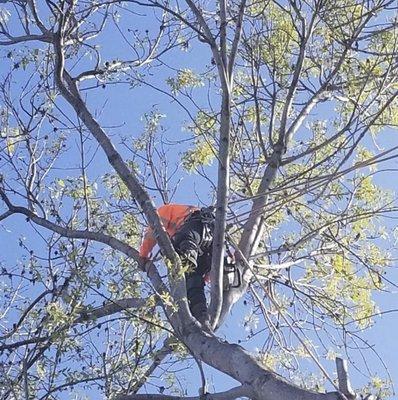 Tree Trimming