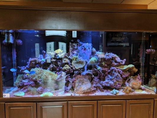 They've got a beautiful reef tank in the lobby.