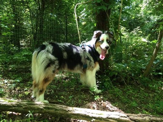 Enjoying off-leash time on the trail!