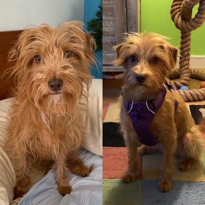 Before & after grooming