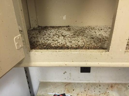 German Cockroach debris build up from inside a kitchen cabinet.