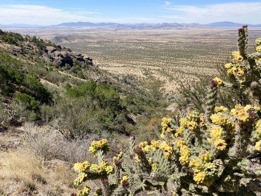 Montezuma Pass (facing West) - San Raphael Valley