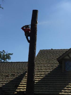 Dead Pine Removal 2" away from roof's edge