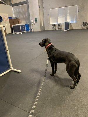 Bailey waiting, somewhat patiently, for the initial training evaluation to begin.