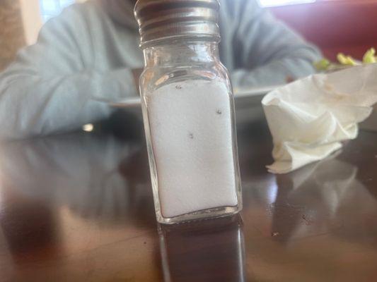 There were ants in are salt