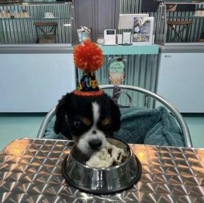 Birthday pup celebrating with ice cream!