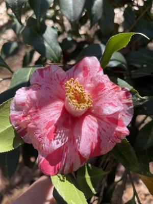 Camellia blooming early March. Would recommend February for full blooming