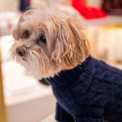 Cashmere sweater for dogs - a warm and comfy gift for your pup this holiday season