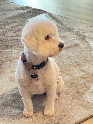 Groomed Bichon Frisé, done at Barks And Bubbles